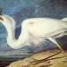 Great White Heron (Ardea alba)